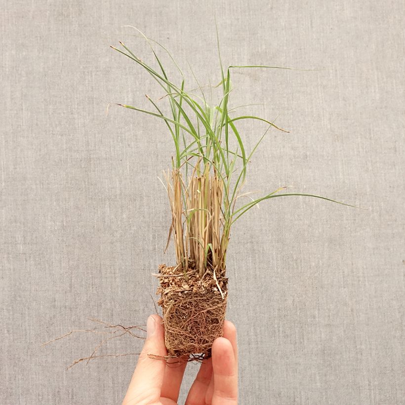 Exemplaar van Miscanthus sinensis Strictus Dwarf - Prachtriet Mini-mot Ø 3/4 cm zoals geleverd in de lente