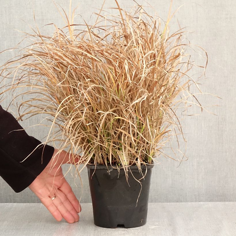 Exemplaar van Miscanthus sinensis Strictus Dwarf - Prachtriet Pot van 2 l/3 l zoals geleverd in de herfst