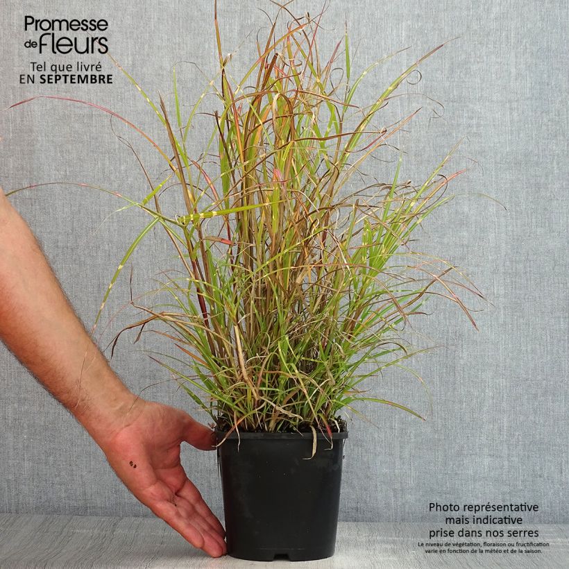 Exemplaar van Miscanthus sinensis Strictus Dwarf - Prachtriet Pot van 2 l/3 l zoals geleverd in de zomer