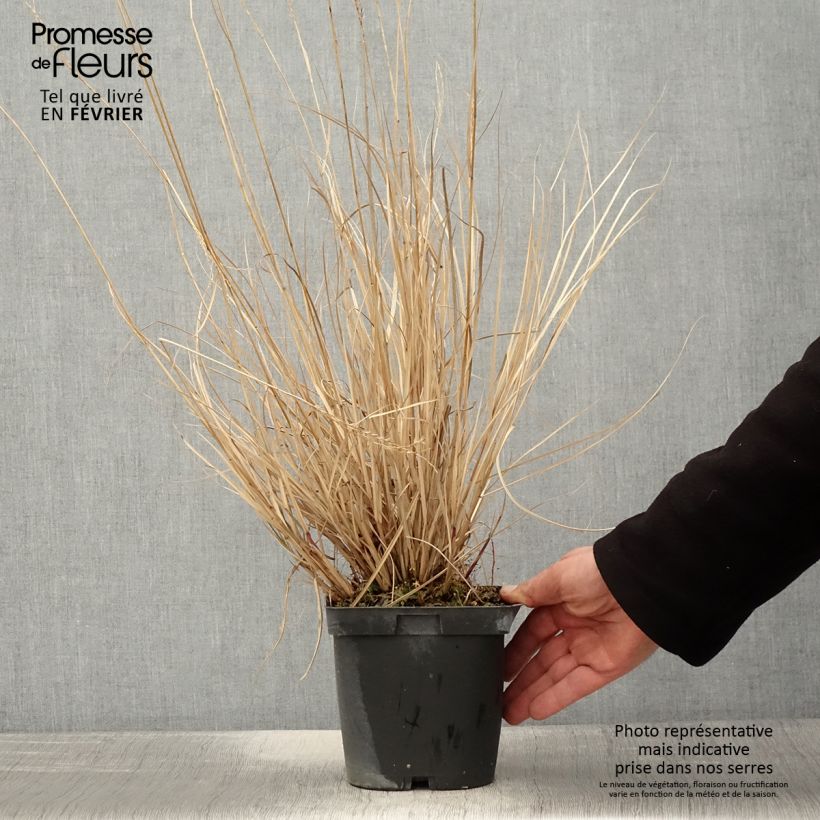 Example of Miscanthus sinensis Yaku-Jima - Roseau de Chine  Pot van 2 l/3 l as you get in hiver