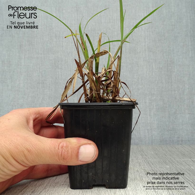 Exemplaar van Miscanthus transmorrisonensis - Prachtriet Kweekpotje van 8/9 cm zoals geleverd in de herfst