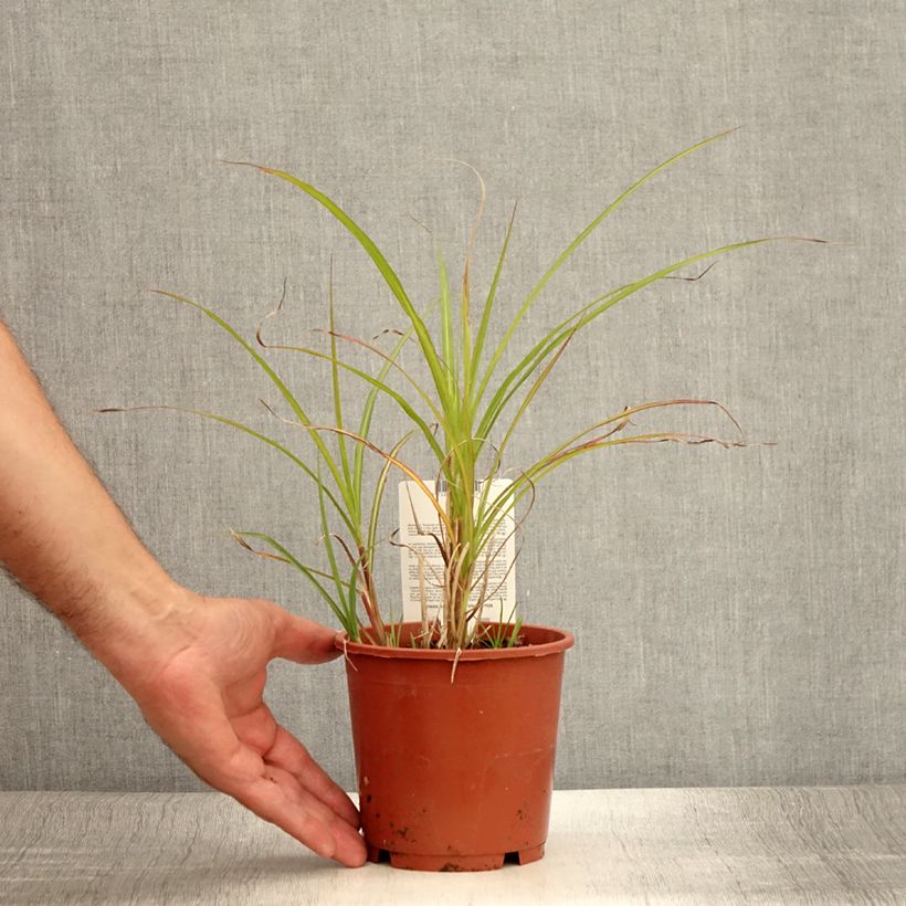 Exemplaar van Miscanthus transmorrisonensis - Prachtriet Pot van 1 l/1,5 l zoals geleverd in de zomer