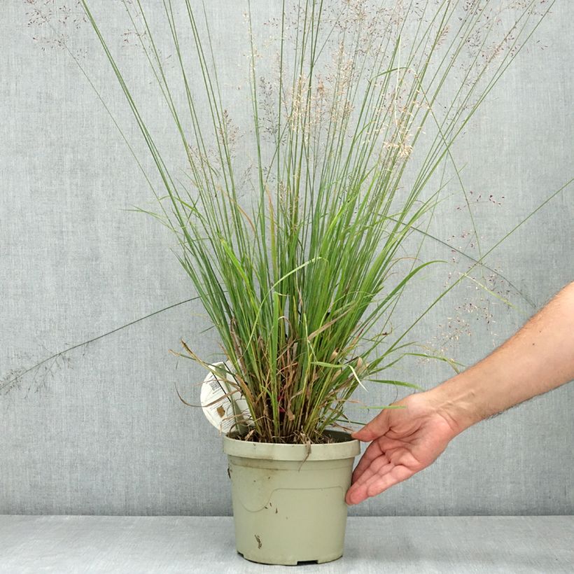 Exemplaar van Molinia caerulea Banshee - Pijpenstrootje Pot van 3 l/4 l zoals geleverd in de zomer