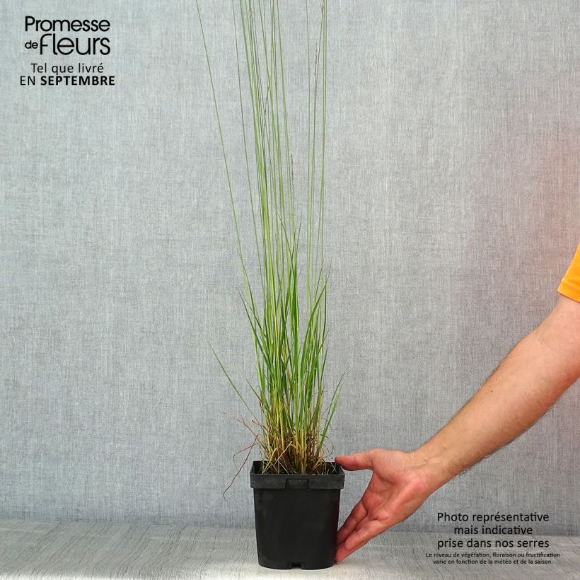 Exemplaar van Molinia caerulea Edith Dudszus - Pijpenstrootje Pot van 2 l/3 l zoals geleverd in de zomer