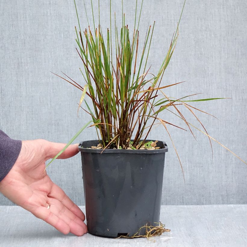 Exemplaar van Molinia caerulea Edith Dudszus - Pijpenstrootje Pot van 2 l/3 l zoals geleverd in de herfst