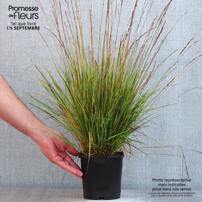 Exemplaar van Molinia caerulea Heidezwerg - Pijpenstrootje Pot van 2 l/3 l zoals geleverd in de zomer