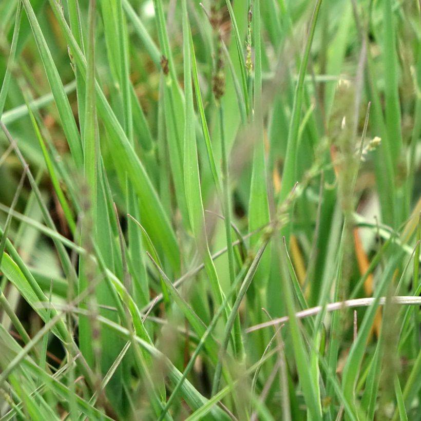 Molinia caerulea Moorflamme - Pijpenstrootje (Blad)
