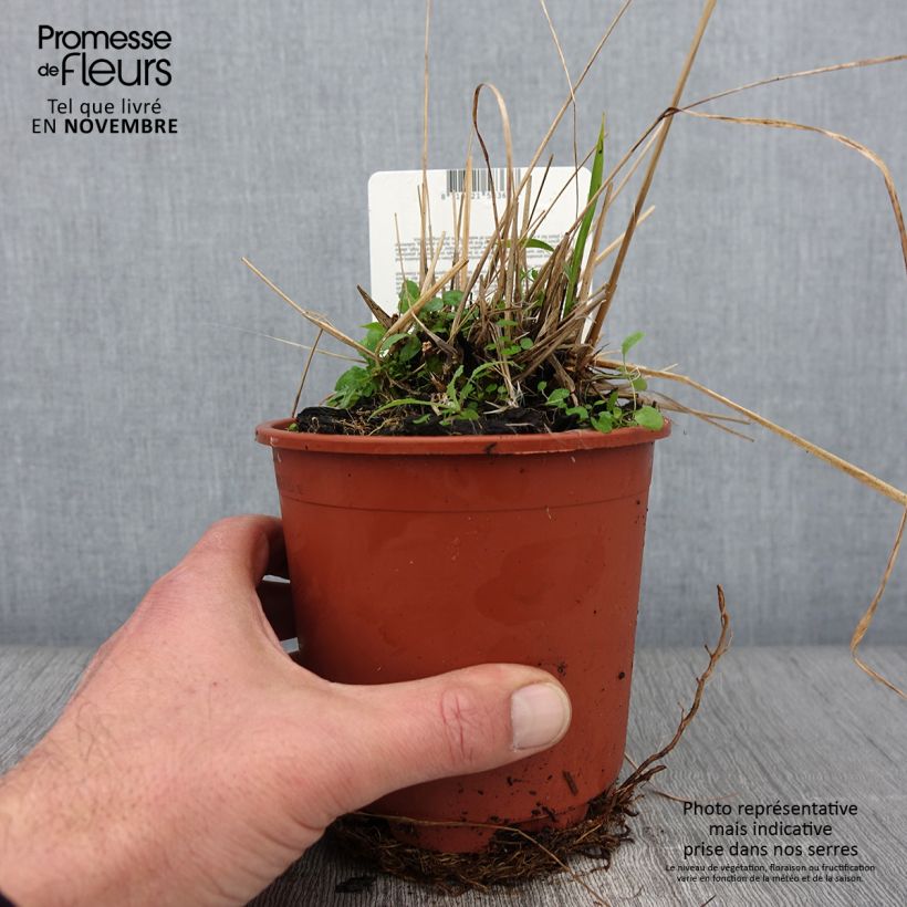 Exemplaar van Molinia caerulea arundinacea Fontäne - Pijpenstrootje Pot van 1 l/1,5 l zoals geleverd in de herfst
