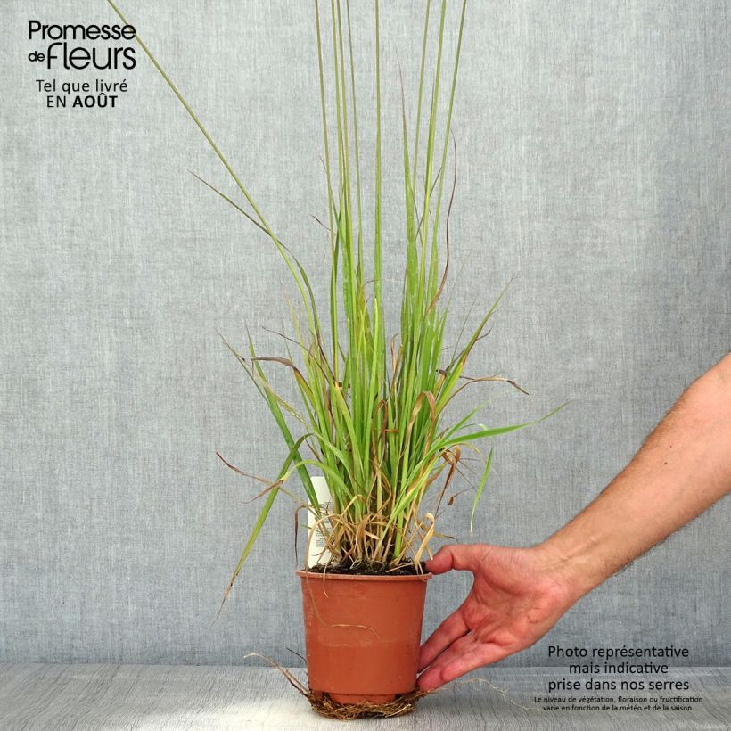Exemplaar van Molinia caerulea arundinacea Fontäne - Pijpenstrootje Pot van 1 l/1,5 l zoals geleverd in de zomer