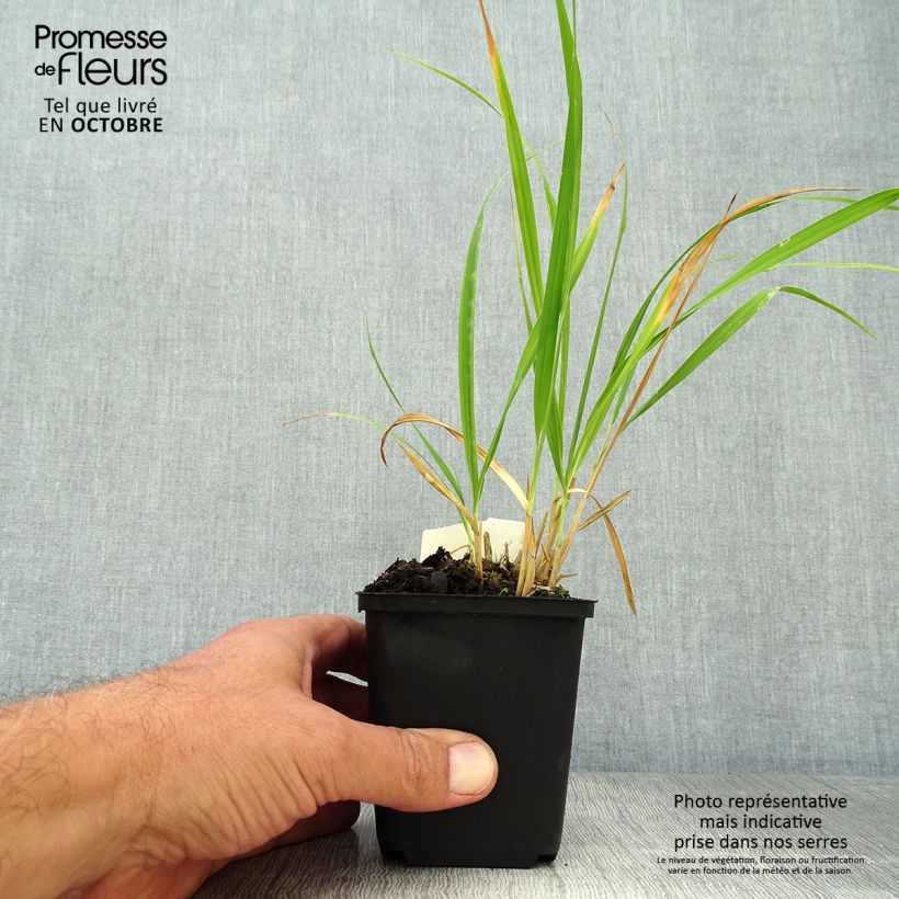 Exemplaar van Molinia caerulea arundinacea Skyracer - Pijpenstrootje Kweekpotje van 8/9 cm zoals geleverd in de herfst