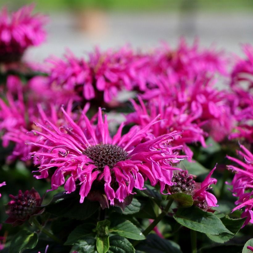 Monarda Bee True - Bergamotplant (Bloei)