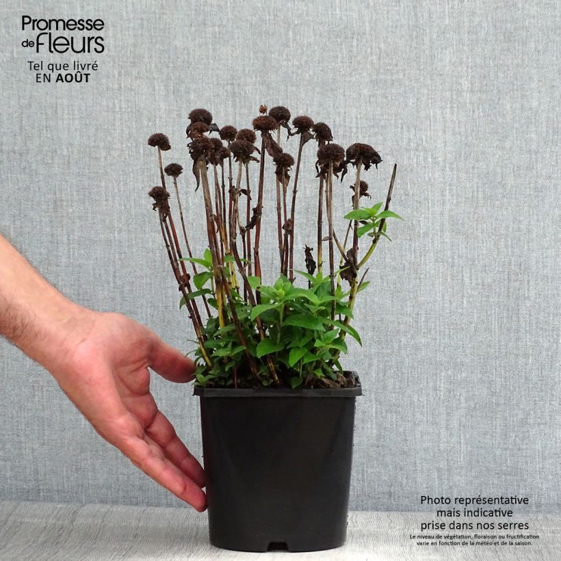 Exemplaar van Monarda Bee True - Bergamotplant Pot van 2 l/3 l zoals geleverd in de zomer