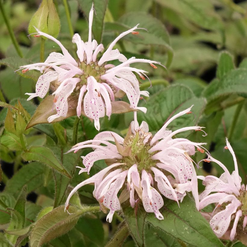 Monarda bradburiana - Bergamotplant (Bloei)