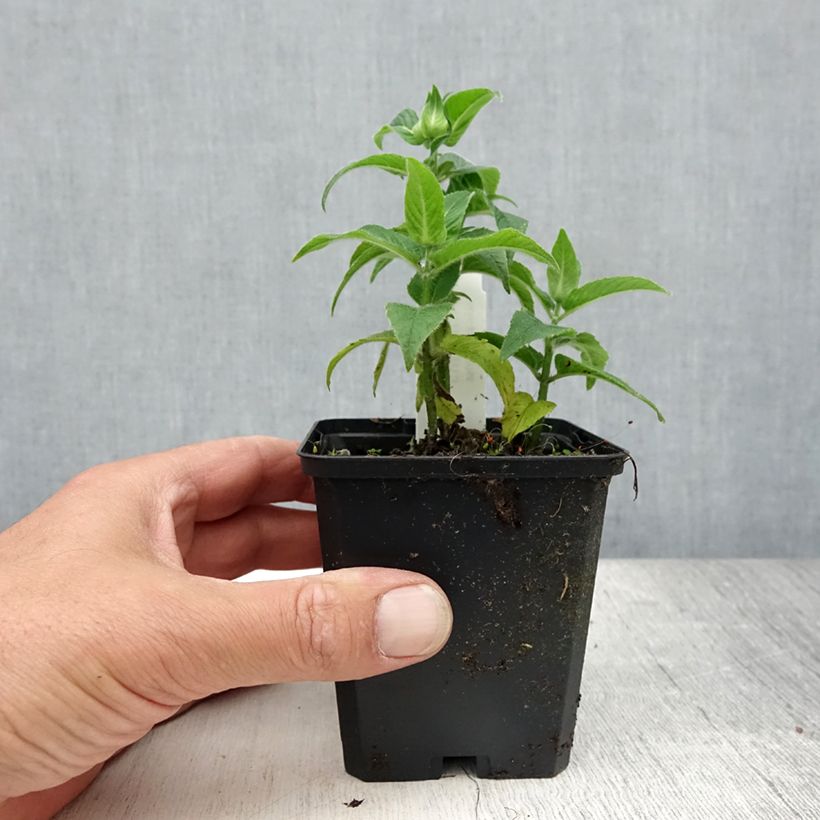 Exemplaar van Monarda didyma Cranberry Lace - Bergamotplant Kweekpotje van 8/9 cm zoals geleverd in de zomer