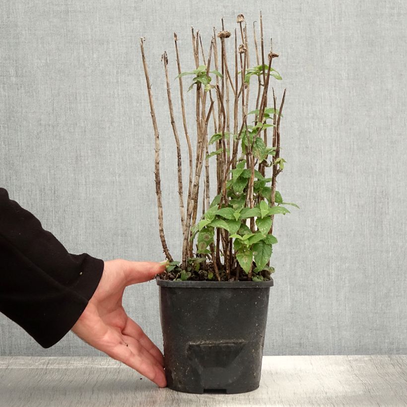 Exemplaar van Monarda didyma Cranberry Lace - Bergamotplant Pot van 1,5 l/2 l zoals geleverd in de herfst