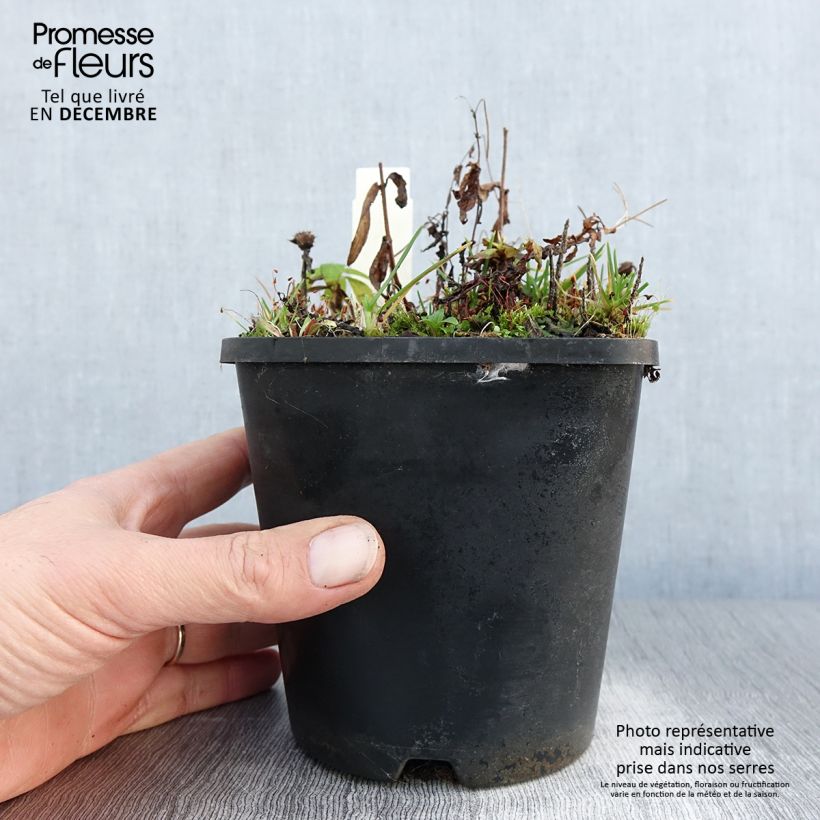 Example of Monarde Cranberry Lace - Bergamote rose pourpré Pot van 1,5 l/2 l as you get in hiver