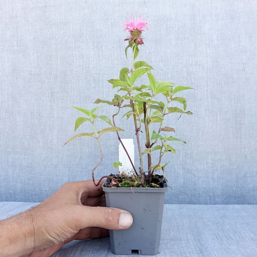 Exemplaar van Monarda didyma Croftway Pink - Bergamotplant Kweekpotje van 8/9 cm zoals geleverd in de zomer