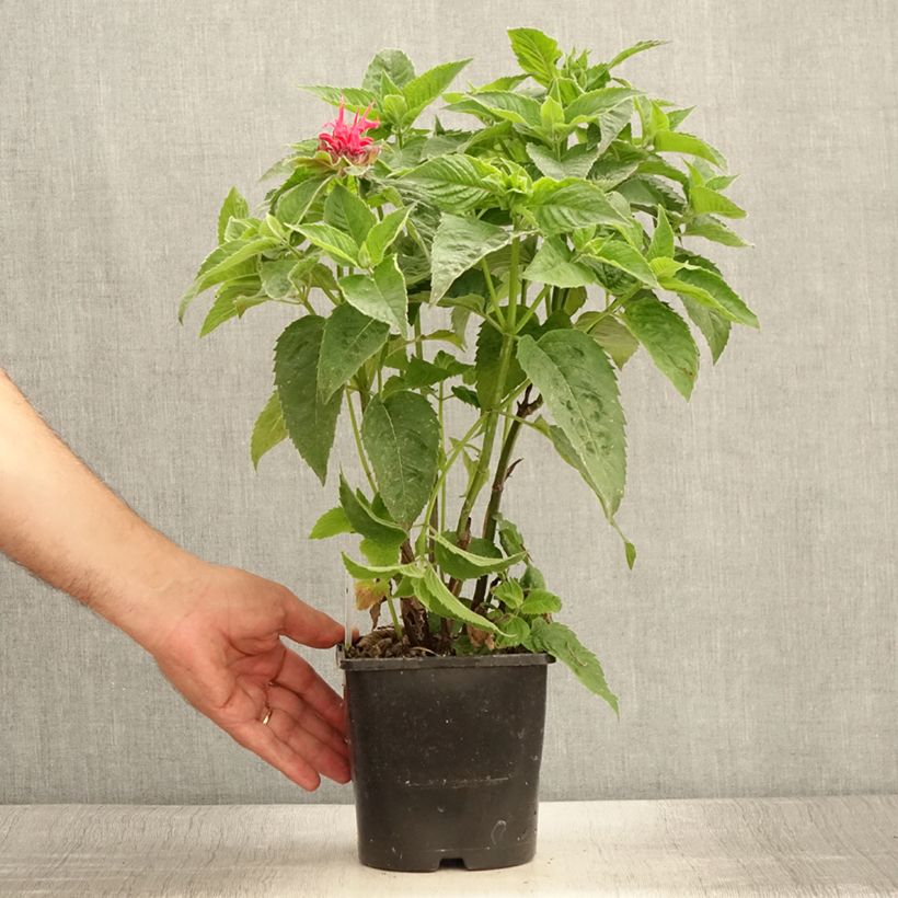 Exemplaar van Monarda didyma Pink Supreme - Bergamotplant Pot van 1,5 l/2 l zoals geleverd in de zomer