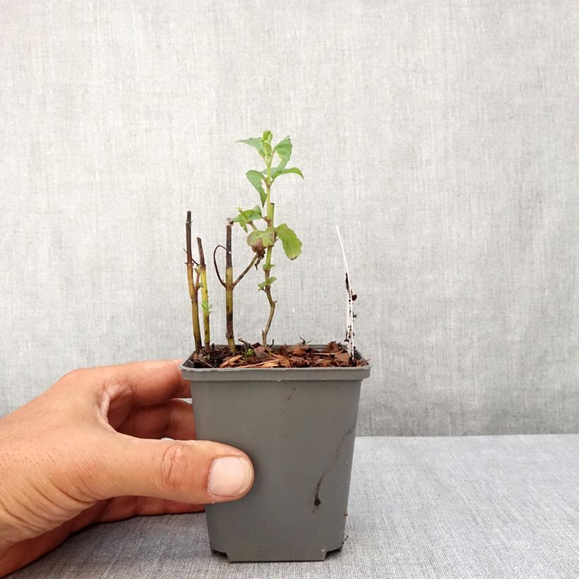 Exemplaar van Monarda fistulosa Feuerschopf - Bergamotplant Kweekpotje van 8/9 cm zoals geleverd in de zomer