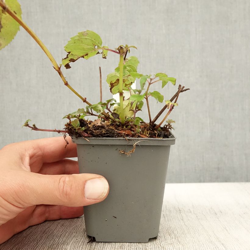 Exemplaar van Monarde Feuerschopf - Bergamote rouge intense. Godet de 8/9 cm zoals geleverd in de herfst