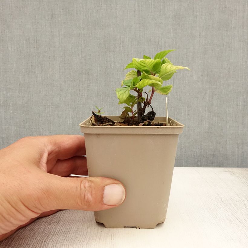 Exemplaar van Monarda Fireball - Bergamotplant Kweekpotje van 8/9 cm zoals geleverd in de zomer