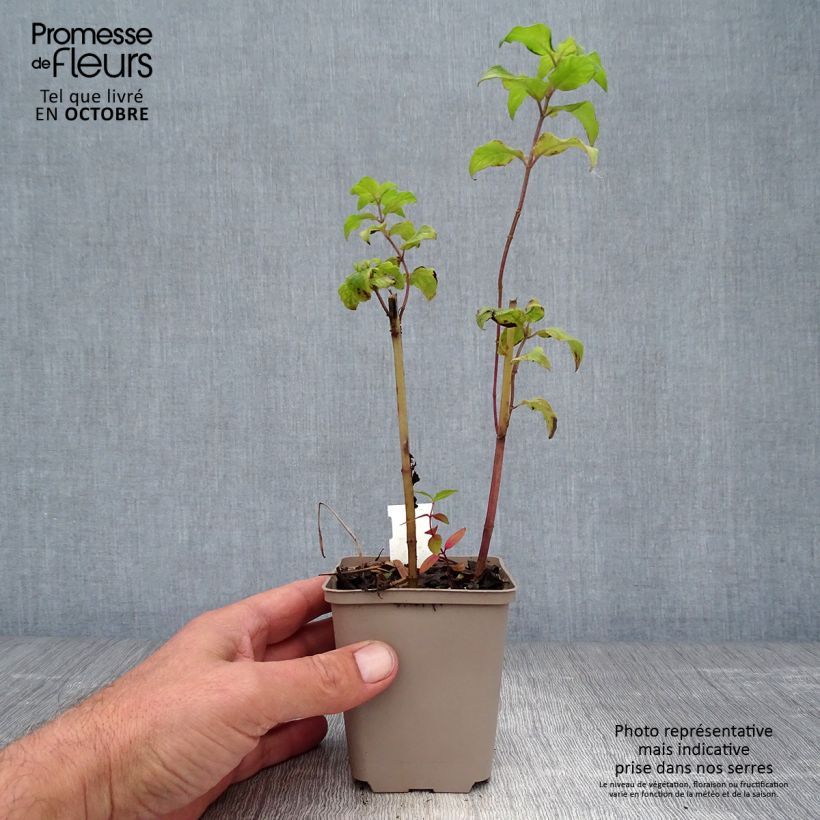 Exemplaar van Monarda Gewitterwolke - Bergamotplant Kweekpotje van 8/9 cm zoals geleverd in de herfst