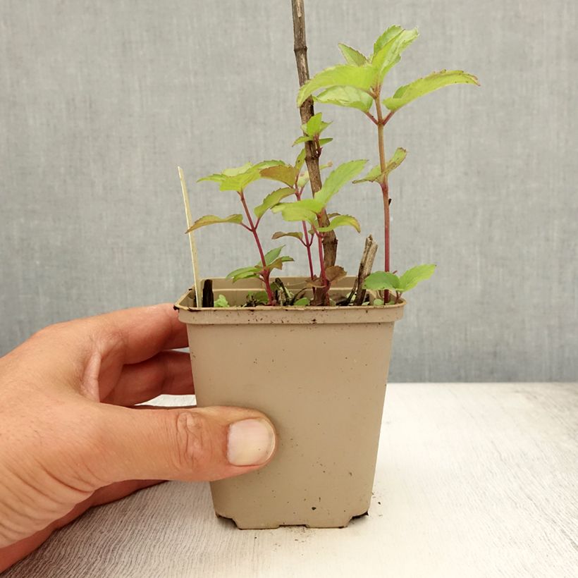 Exemplaar van Monarda Heidelerche - Bergamotplant Kweekpotje van 8/9 cm zoals geleverd in de zomer