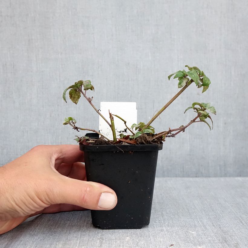 Exemplaar van Monarda Melissa - Bergamotplant Kweekpotje van 8/9 cm zoals geleverd in de herfst