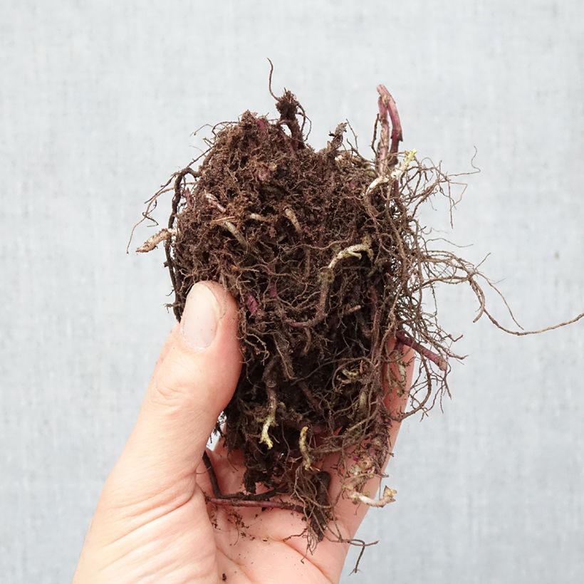 Exemplaar van Monarda Purple Lace - Bergamotplant Naakte wortel zoals geleverd in de winter