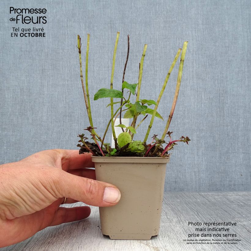 Exemplaar van Monarda Squaw - Bergamotplant Kweekpotje van 8/9 cm zoals geleverd in de herfst