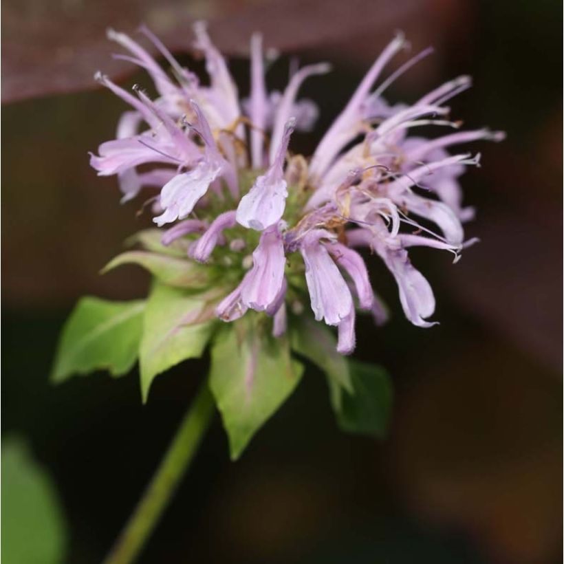 Monarda Beauty of Cobham - Bergamotplant (Flowering)
