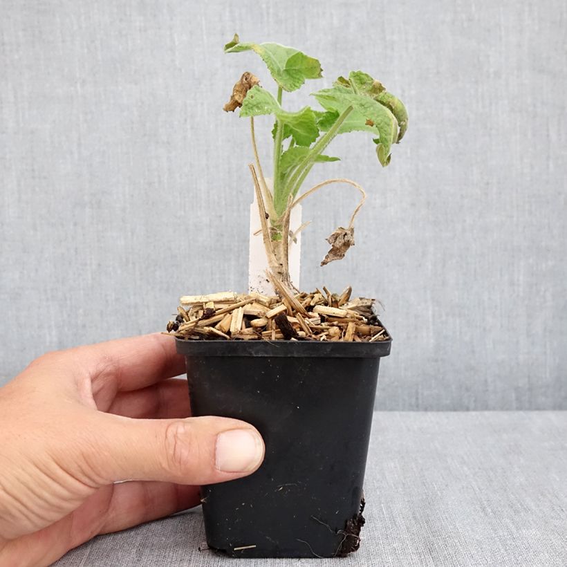 Exemplaar van Lunaria annua Alba - Judaspennig Kweekpotje van 8/9 cm zoals geleverd in de zomer
