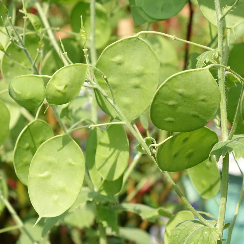 Lunaria annua Alba - Judaspennig (Blad)