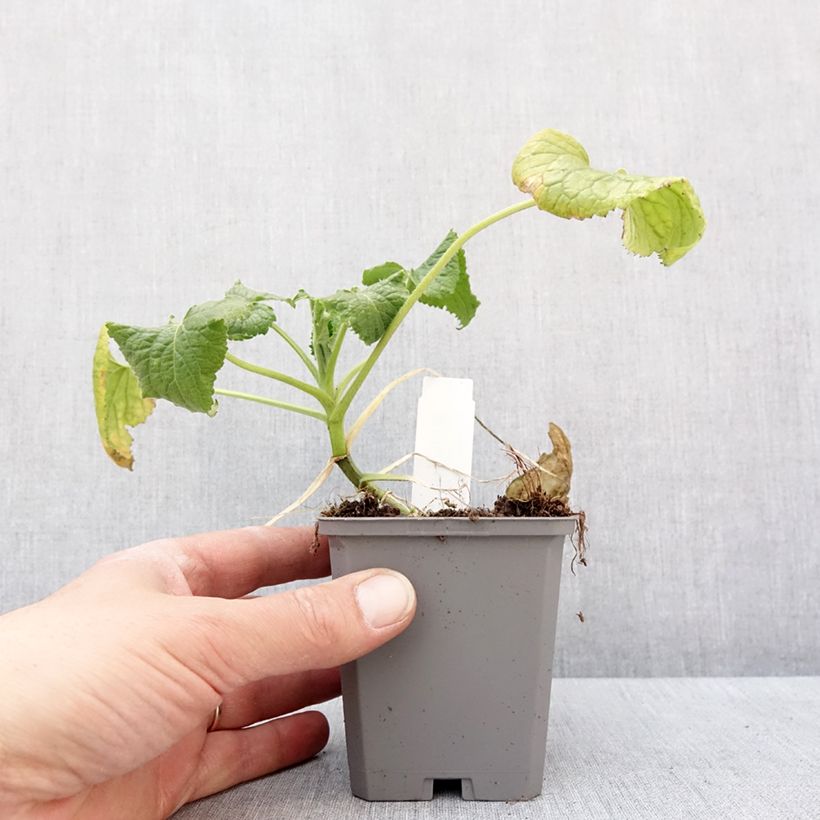 Example of Lunaria annua Alba - Judaspennig Kweekpotje van 8/9 cm as you get in hiver