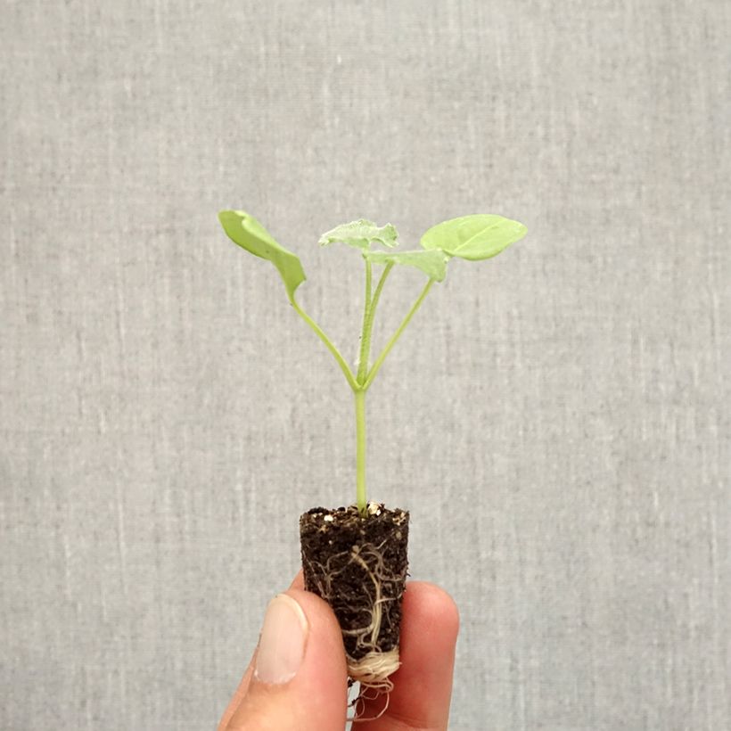 Example of Lunaria annua Alba - Judaspennig Mini-mot Ø 1,5/2,5 cm as you get in automne