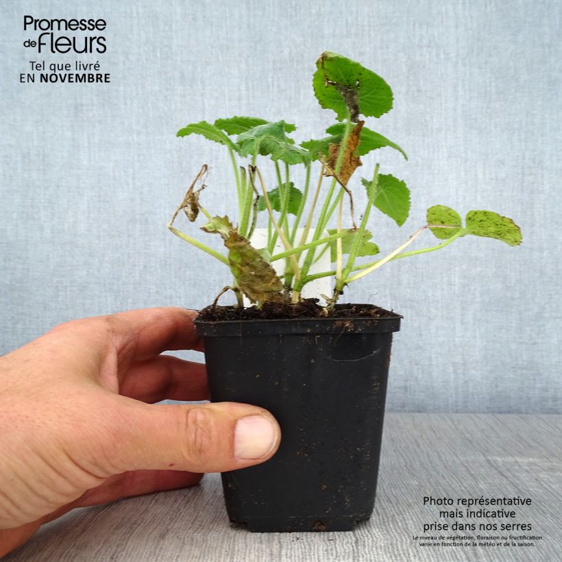 Exemplaar van Lunaria annua - Judaspennig Kweekpotje van 8/9 cm zoals geleverd in de herfst