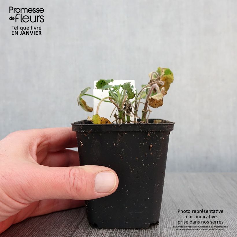 Example of Lunaria annua - Judaspennig Kweekpotje van 8/9 cm as you get in hiver