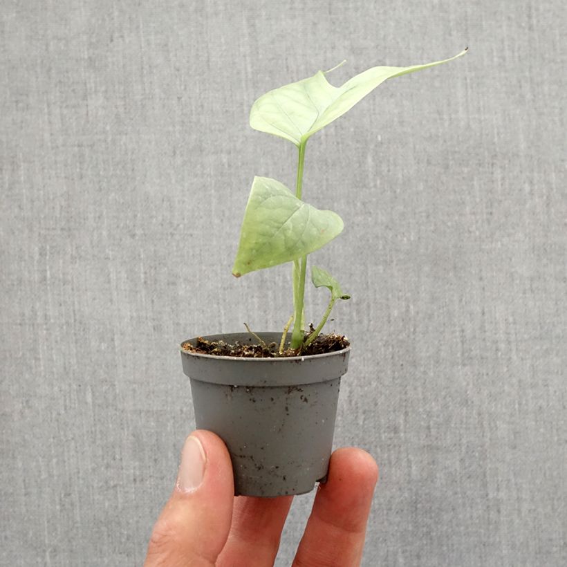 Example of Amydrium medium Silver Mini-plante as you get in printemps