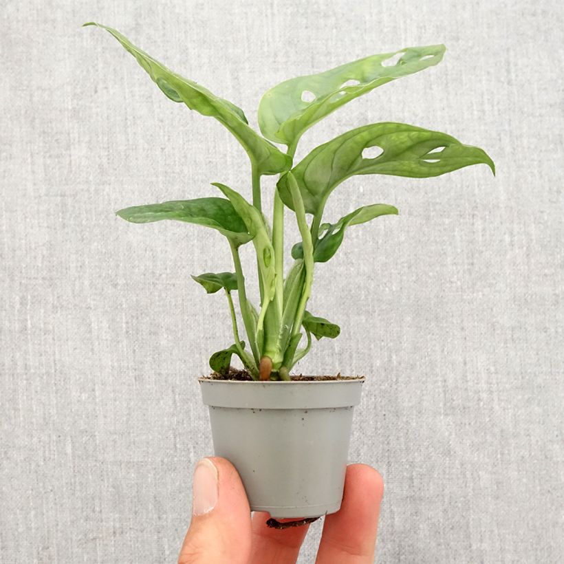 Example of Monstera adansonii Mini-plante as you get in printemps