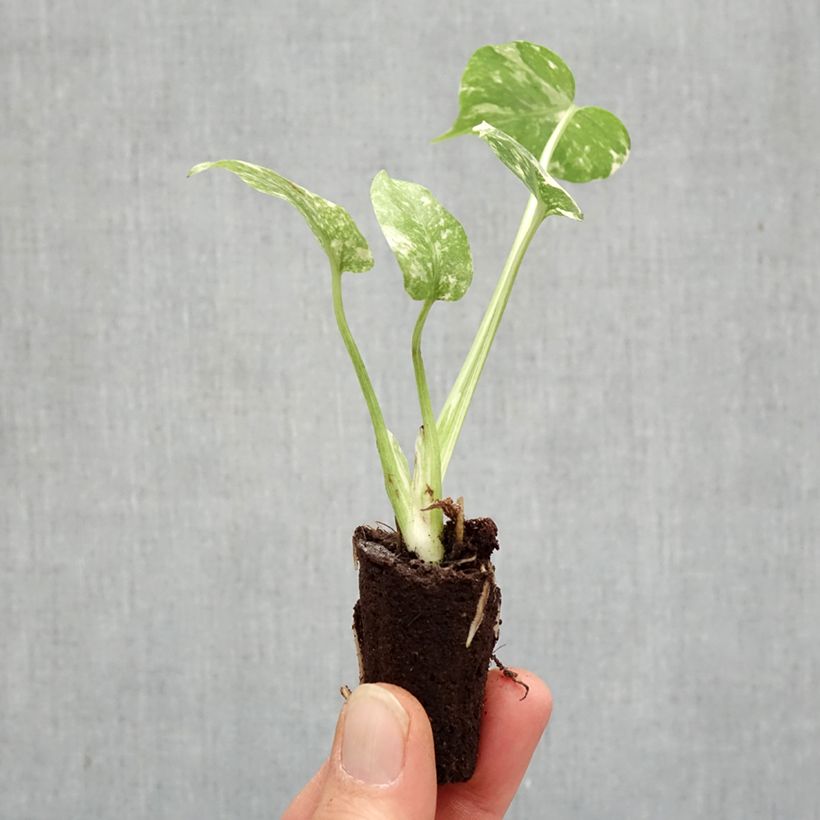 Exemplaar van Monstera Thai Constellation - Gatenplant Mini-kamerplanten zoals geleverd in de lente