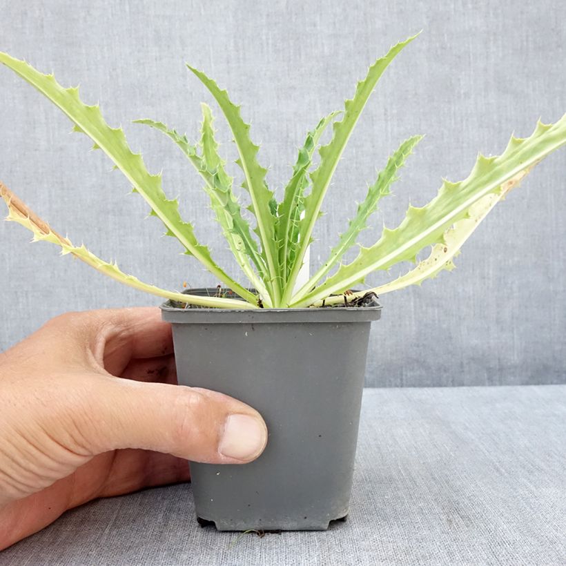 Exemplaar van Morina longifolia - Kransbloem Kweekpotje van 8/9 cm zoals geleverd in de zomer