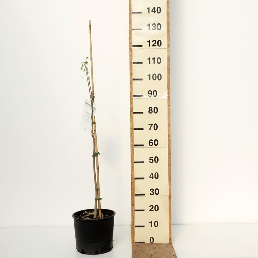 Exemplaar van Moringa oleifera - Moringaboom Pot van 7,5 l/10 l zoals geleverd in de winter