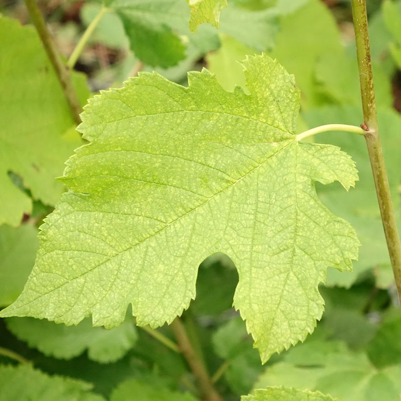 Morus acidosa Mulle - Moerbeiboom (Blad)