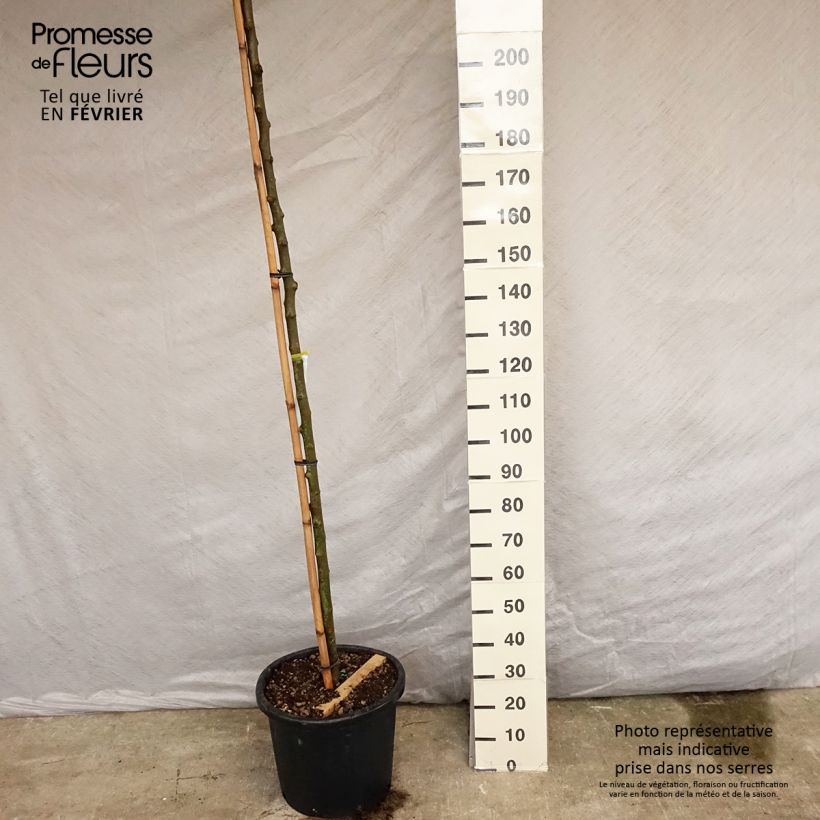 Example of Morus alba Fruitless - Mûrier blanc stérile Pot van 18 l/20 l as you get in hiver