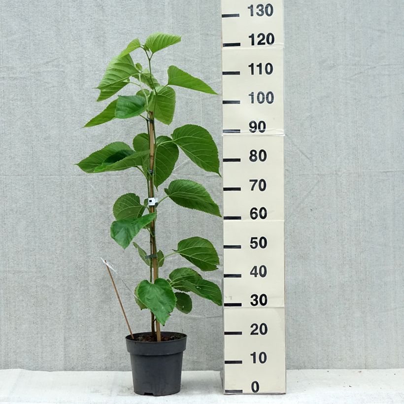 Exemplaar van Morus alba Giant Fruit - Witte moerbei Pot van 3 l/4 l zoals geleverd in de zomer