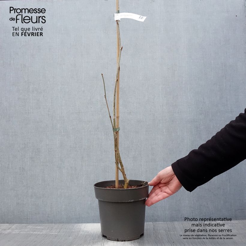 Example of Morus alba Giant Fruit - Mûrier blanc Pot van 3 l/4 l as you get in hiver