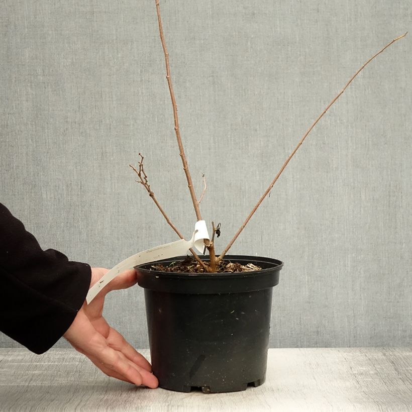 Exemplaar van Morus alba Milanowek - Mûrier blanc Pot de 3L/4L zoals geleverd in de herfst