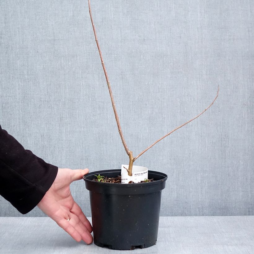 Example of Morus alba Milanowek - Mûrier blanc Pot van 3 l/4 l as you get in hiver