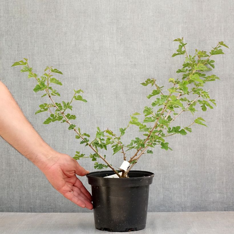 Exemplaar van Morus alba Milanowek - Witte moerbei Pot van 3 l/4 l zoals geleverd in de lente