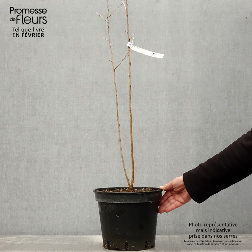 Example of Morus alba - Mûrier blanc  Pot van 7,5 l/10 l as you get in hiver